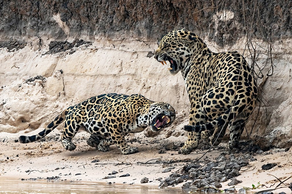 PREMIATA 3° MAITAN-GIANNI--030164-Jaguar-fighting-2023.jpg